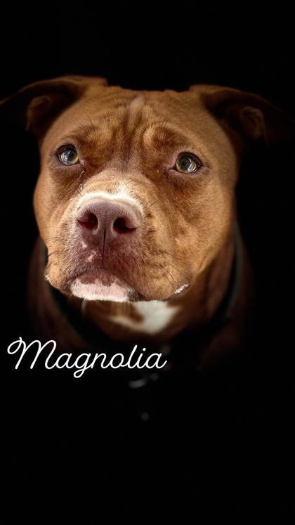 Magnolia, an adoptable Mixed Breed in Port Saint Joe, FL, 32456 | Photo Image 3