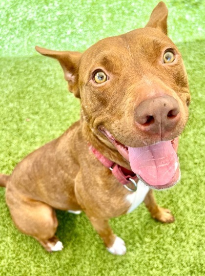 Scrappy, an adoptable Mixed Breed in Port Saint Joe, FL, 32456 | Photo Image 1