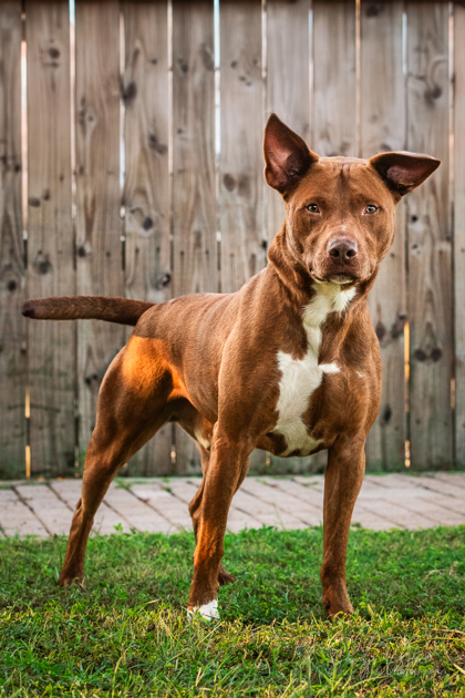 Scrappy, an adoptable Mixed Breed in Port Saint Joe, FL, 32456 | Photo Image 2