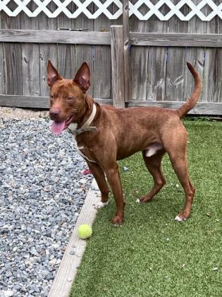 Scrappy, an adoptable Mixed Breed in Port Saint Joe, FL, 32456 | Photo Image 3