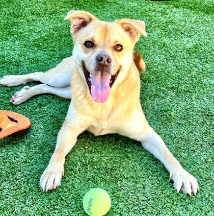 Duncan, an adoptable Hound, Mixed Breed in Port Saint Joe, FL, 32456 | Photo Image 1