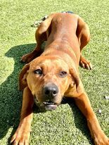 Homer, an adoptable Coonhound, Mixed Breed in Port Saint Joe, FL, 32456 | Photo Image 1
