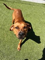 Homer, an adoptable Coonhound, Mixed Breed in Port Saint Joe, FL, 32456 | Photo Image 2