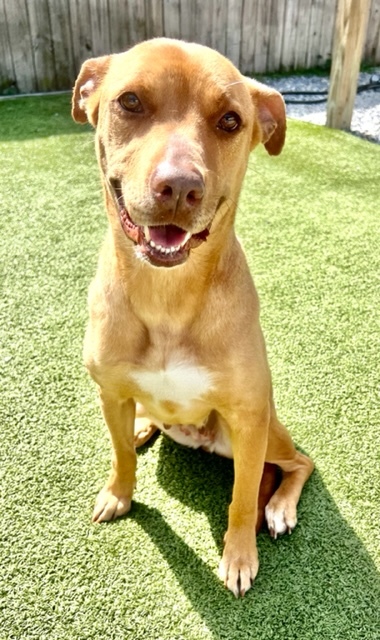 Sweets, an adoptable Mixed Breed in Port Saint Joe, FL, 32456 | Photo Image 1