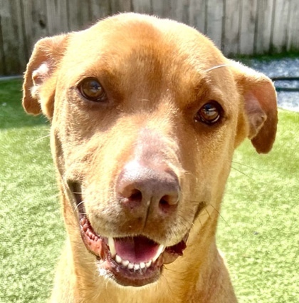 Sweets, an adoptable Mixed Breed in Port Saint Joe, FL, 32456 | Photo Image 2