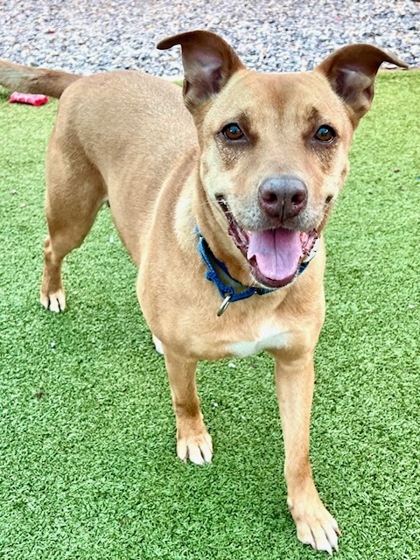 Sweets, an adoptable Mixed Breed in Port Saint Joe, FL, 32456 | Photo Image 3