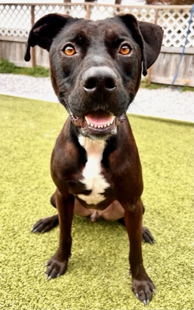 Hank, an adoptable Mixed Breed in Port Saint Joe, FL, 32456 | Photo Image 1