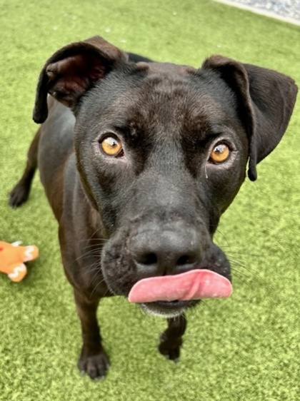 Hank, an adoptable Mixed Breed in Port Saint Joe, FL, 32456 | Photo Image 3