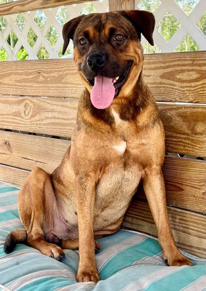 Max, an adoptable Black Mouth Cur, Mountain Cur in Port Saint Joe, FL, 32456 | Photo Image 1