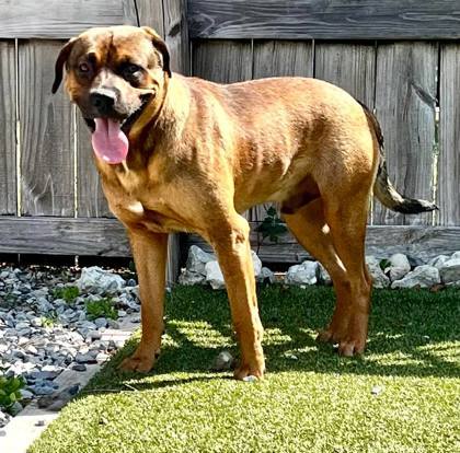 Max, an adoptable Black Mouth Cur, Mountain Cur in Port Saint Joe, FL, 32456 | Photo Image 2