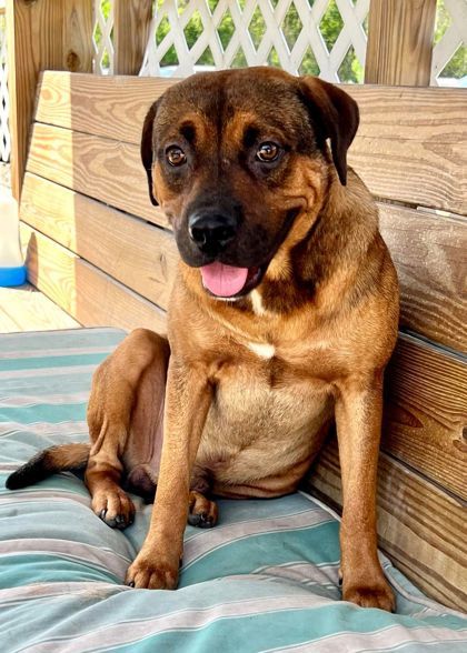 Black mouth cur rottweiler hot sale mix