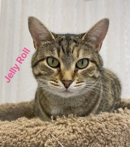 Jelly Roll bonded to Sushi, an adoptable Domestic Short Hair in De Soto, IA, 50069 | Photo Image 1