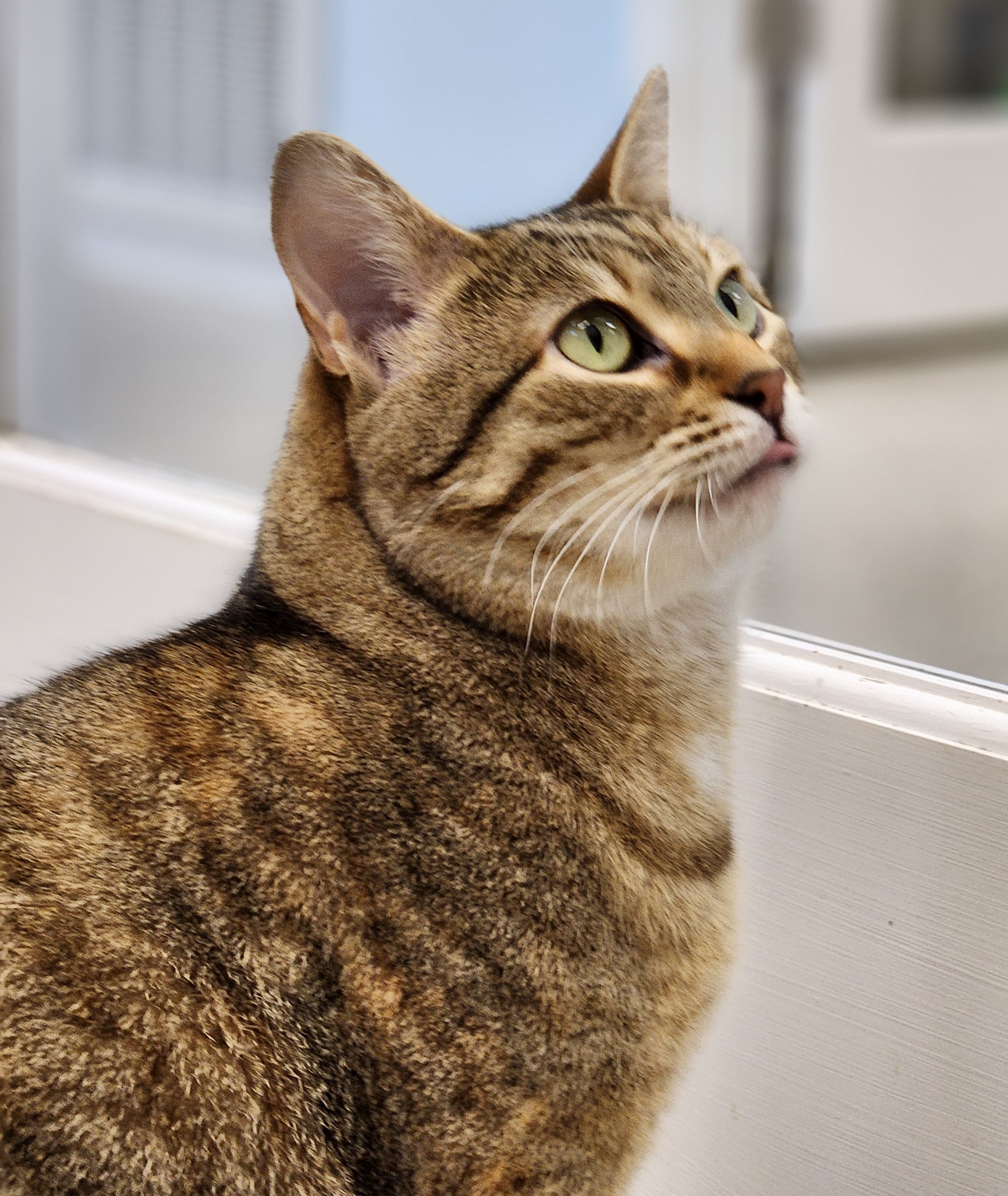 Jelly Roll, an adoptable Domestic Short Hair in De Soto, IA, 50069 | Photo Image 1