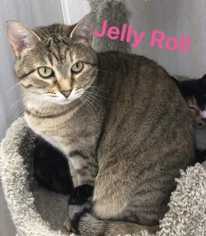 Jelly Roll bonded to Sushi, an adoptable Domestic Short Hair in De Soto, IA, 50069 | Photo Image 2