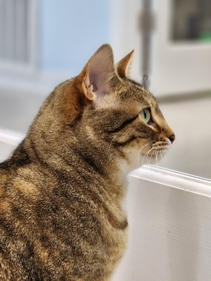 Jelly Roll, an adoptable Domestic Short Hair in De Soto, IA, 50069 | Photo Image 2