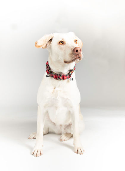 Chanel, an adoptable Labrador Retriever, Mixed Breed in De Soto, IA, 50069 | Photo Image 1