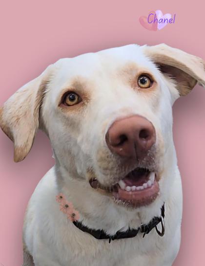 Chanel, an adoptable Labrador Retriever, Mixed Breed in De Soto, IA, 50069 | Photo Image 1