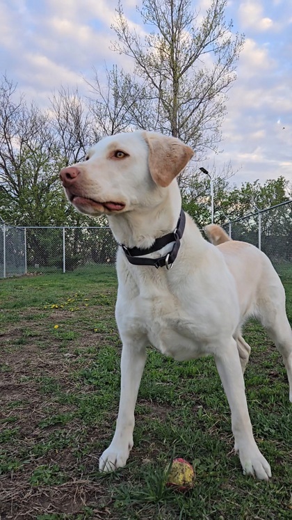 Chanel, an adoptable Labrador Retriever, Mixed Breed in De Soto, IA, 50069 | Photo Image 2