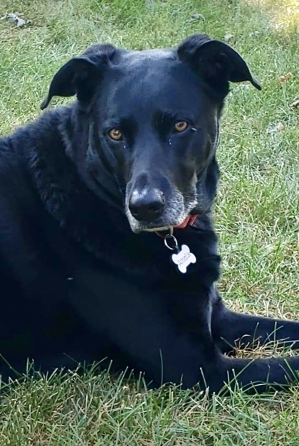 Amelia, an adoptable Labrador Retriever, German Shepherd Dog in De Soto, IA, 50069 | Photo Image 1