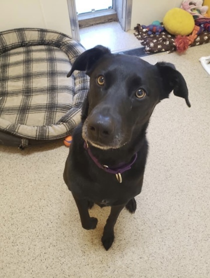 Amelia, an adoptable Labrador Retriever, German Shepherd Dog in De Soto, IA, 50069 | Photo Image 2