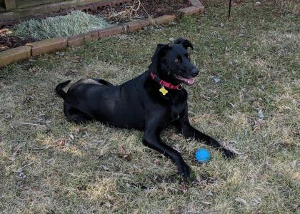 Amelia, an adoptable Labrador Retriever, German Shepherd Dog in De Soto, IA, 50069 | Photo Image 3