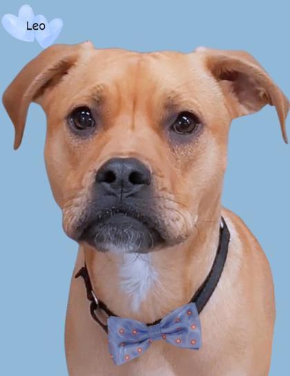Leo FKA Manny, an adoptable Pit Bull Terrier, Mixed Breed in De Soto, IA, 50069 | Photo Image 1