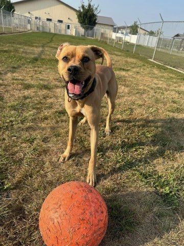 Leo FKA Manny, an adoptable Pit Bull Terrier, Mixed Breed in De Soto, IA, 50069 | Photo Image 2