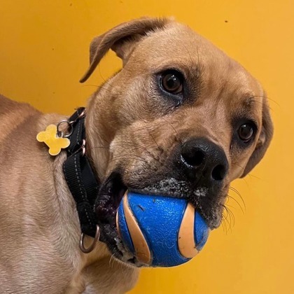 Leo FKA Manny, an adoptable Pit Bull Terrier, Mixed Breed in De Soto, IA, 50069 | Photo Image 3