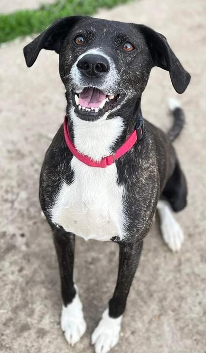 Auggie, an adoptable Mixed Breed in De Soto, IA, 50069 | Photo Image 2