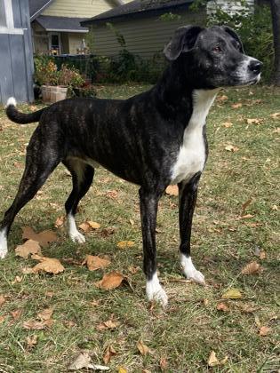 Auggie, an adoptable Mixed Breed in De Soto, IA, 50069 | Photo Image 3