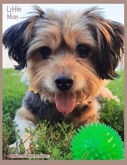 Little Man, an adoptable Norfolk Terrier, Norwich Terrier in De Soto, IA, 50069 | Photo Image 1