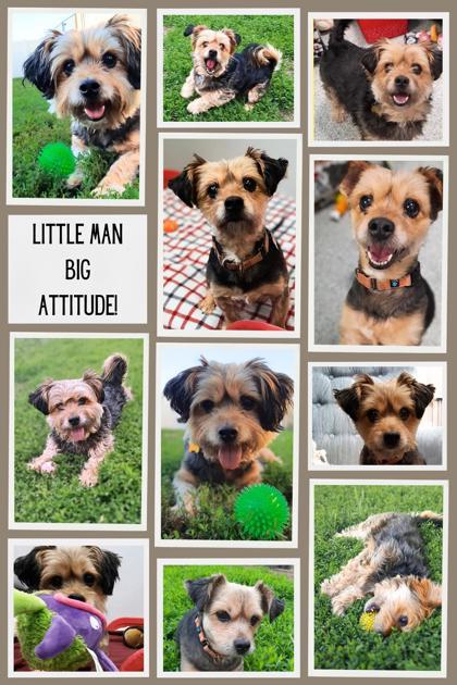 Little Man, an adoptable Norfolk Terrier, Norwich Terrier in De Soto, IA, 50069 | Photo Image 2