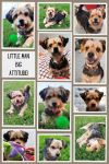 Little Man photo 2