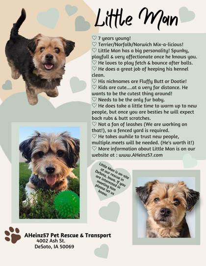 Little Man, an adoptable Norfolk Terrier, Norwich Terrier in De Soto, IA, 50069 | Photo Image 3