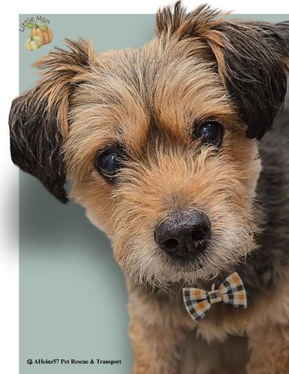 Little Man, an adoptable Norfolk Terrier, Norwich Terrier in De Soto, IA, 50069 | Photo Image 3