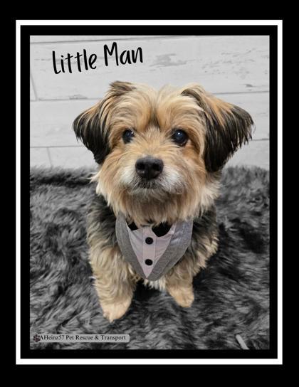 Little Man, an adoptable Norfolk Terrier, Norwich Terrier in De Soto, IA, 50069 | Photo Image 3