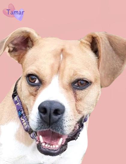 Tamar, an adoptable Boxer, Mixed Breed in De Soto, IA, 50069 | Photo Image 1