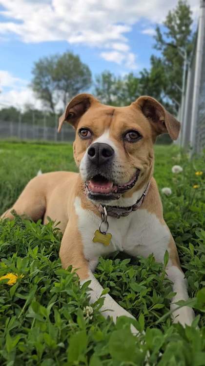 Tamar, an adoptable Boxer, Mixed Breed in De Soto, IA, 50069 | Photo Image 2