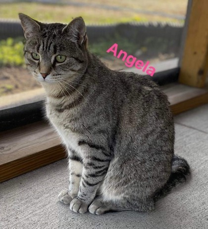 Angela bonded to Tempy, an adoptable Domestic Short Hair in De Soto, IA, 50069 | Photo Image 1