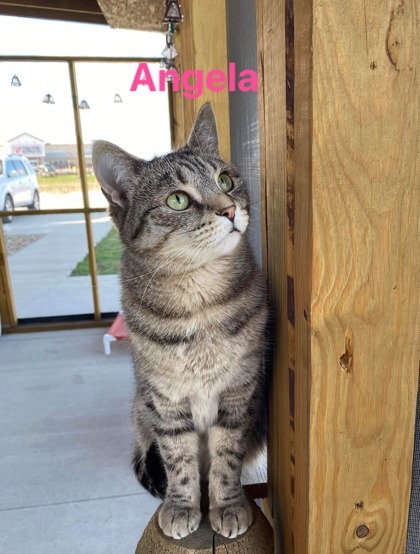 Angela bonded to Tempy, an adoptable Domestic Short Hair in De Soto, IA, 50069 | Photo Image 2