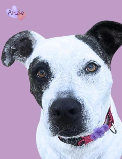 Amzie, an adoptable Terrier, Mixed Breed in De Soto, IA, 50069 | Photo Image 1