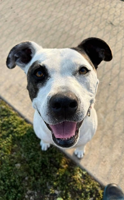 Amzie, an adoptable Terrier, Mixed Breed in De Soto, IA, 50069 | Photo Image 1