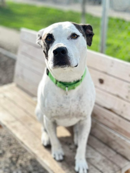 Amzie, an adoptable Terrier, Mixed Breed in De Soto, IA, 50069 | Photo Image 2