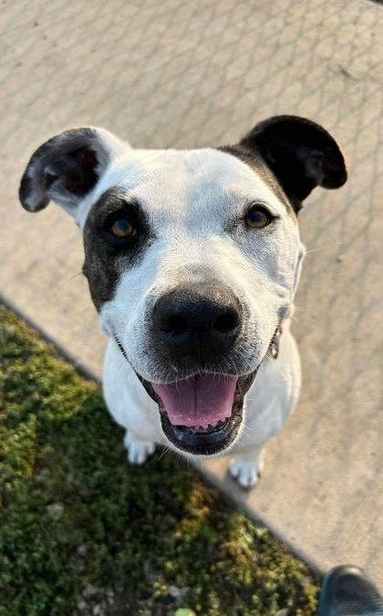 Amzie, an adoptable Terrier, Mixed Breed in De Soto, IA, 50069 | Photo Image 3