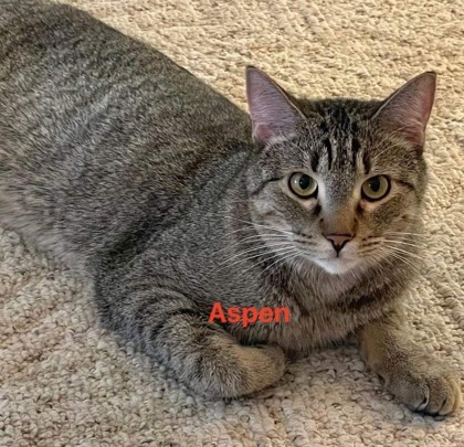 Aspen, an adoptable Domestic Short Hair in De Soto, IA, 50069 | Photo Image 1