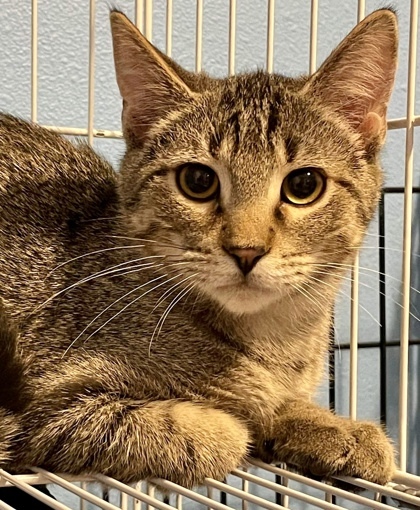 Aspen, an adoptable Domestic Short Hair in De Soto, IA, 50069 | Photo Image 2