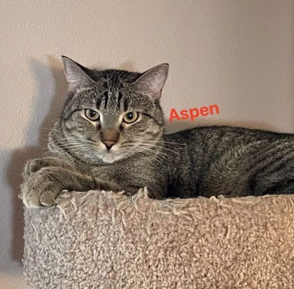 Aspen, an adoptable Domestic Short Hair in De Soto, IA, 50069 | Photo Image 3