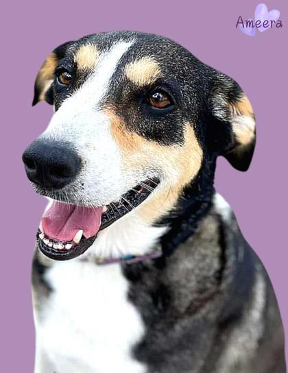 Ameera, an adoptable Border Collie, Mixed Breed in De Soto, IA, 50069 | Photo Image 1