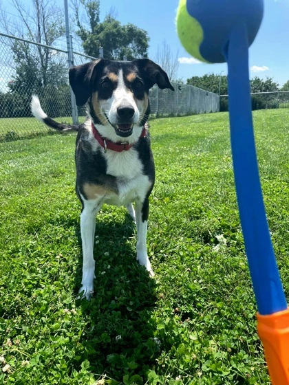 Ameera, an adoptable Border Collie, Mixed Breed in De Soto, IA, 50069 | Photo Image 1