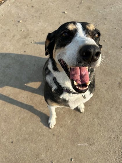 Ameera, an adoptable Border Collie, Mixed Breed in De Soto, IA, 50069 | Photo Image 2